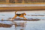 running Airedale Terrier