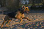 running Airedale Terrier