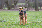 Airedale Terrier