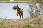 running Airedale Terrier