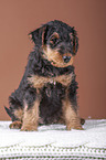 Airedale Terrier puppy