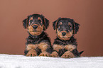 Airedale Terrier puppies