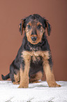 Airedale Terrier puppy