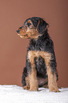 Airedale Terrier puppy