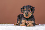 Airedale Terrier puppy