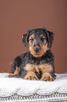 Airedale Terrier puppy