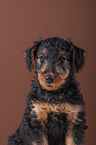 Airedale Terrier puppy