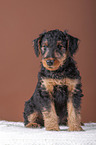 Airedale Terrier puppy