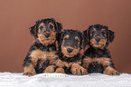 Airedale Terrier puppies