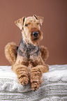 Airedale Terrier