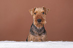 Airedale Terrier