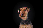 Airedale Terrier in front of black background