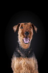 Airedale Terrier in front of black background