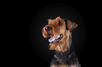 Airedale Terrier in front of black background