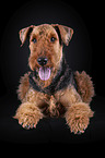 Airedale Terrier in front of black background