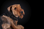 Airedale Terrier in front of black background