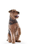 Airedale Terrier in front of white background