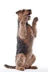 Airedale Terrier in front of white background