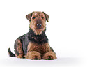 Airedale Terrier in front of white background