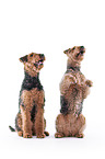 Airedale Terrier in front of white background