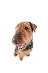 Airedale Terrier in front of white background