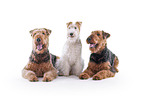 Airedale Terrier and Foxterrier
