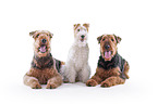 Airedale Terrier and Foxterrier