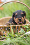 Airedale Terrier puppy in basket