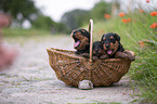 Airedale Terrier puppies in a basket