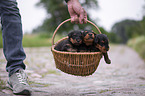Airedale Terrier puppies in a basket