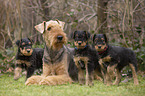 Airedale Terrier bitch with puppies