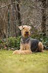 Airedale Terrier