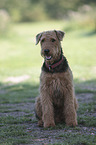 sitting Airedale Terrier