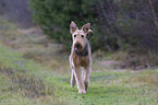 walking Airedale Terrier