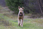 walking Airedale Terrier