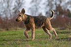 walking Airedale Terrier