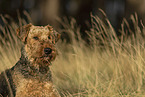 female Airedale Terrier