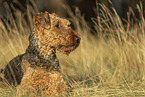 female Airedale Terrier