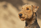 male Airedale Terrier