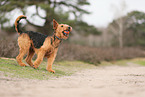 adult Airedale Terrier