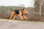 adult Airedale Terrier