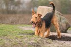 adult Airedale Terrier