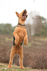 adult Airedale Terrier