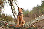 adult Airedale Terrier