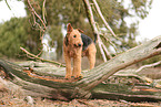 adult Airedale Terrier