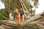 adult Airedale Terrier