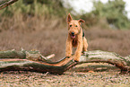 adult Airedale Terrier