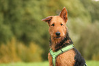 Airedale Terrier