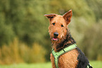 Airedale Terrier