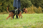 Airedale Terrier